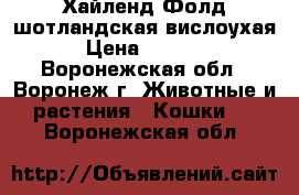 Хайленд-Фолд шотландская вислоухая › Цена ­ 5 000 - Воронежская обл., Воронеж г. Животные и растения » Кошки   . Воронежская обл.